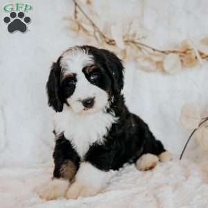 Happy, Mini Bernedoodle Puppy